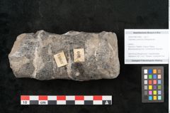 Foto (Objekt + Etikett) von Calamites communis Ettingshausen (NHMW-GEO-2024-0188-10963)